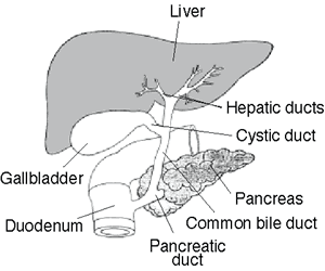 hepatic bile ducts