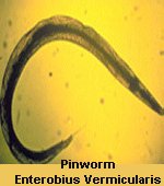 Click Here To See the NEXT image ( 17 ) ( Human Worms and other parasites ) 