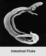 Click Here To See the NEXT image ( 20 ) ( Human Worms and other parasites ) 