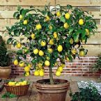 Dwarf Meyer Lemon Citrus Tree ... (Click to enlarge)