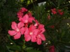 Oleander flower