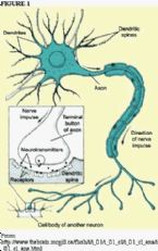 SerotoninConnection1