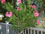 oleander well