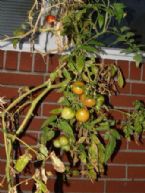 tomatoes at fall s end no we wont go