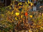 tomatoes in late fall