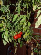 tomatoes in very late fall