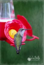 Hummingbird