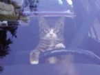 Driving cat