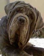 Neapolitan Mastiff