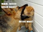 dog eating cat ... (Click to enlarge)