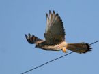 lesser kestrel ngray2