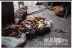 Chicken in China7