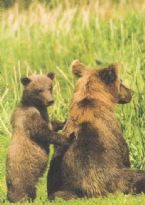 Alaska Brown Bears