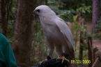 Albino Hawk