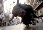 Bull in face