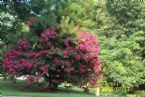 Crape Myrtle