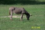 Donkey eating