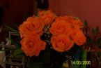 Orange Roses 1