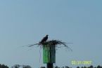 Osprey Nest ICW