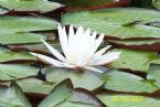 Water lily