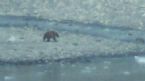 Alaska Brown Bear Glacier