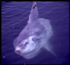 sunfish