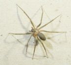 Brown Recluse 90x90