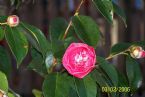 Camillia Plant 60