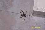 Spider in lower bathroom 60