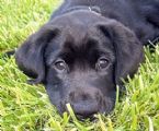 Black Lab pup