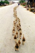 Ducks in a row