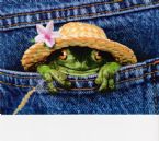 Kermit in pocket