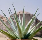 aloeverabarbadensismiller