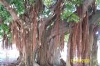 Banyon Tree 3