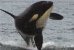 Killer Whale jumping