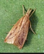 Male European corn borer