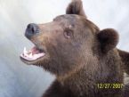 Brown Bear 2007