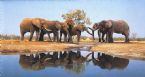 Elephants at water hole