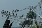 Pelicans on Wire