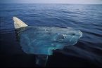 Sunfish on surface