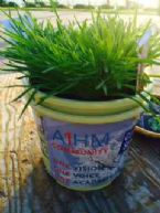 Grass growing at AIHM 15 sm