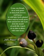 Job s Prayer Water Hose w