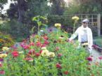 Leslie Goldman Luther Burbank Home Garden