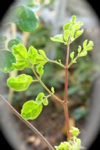 Maringa Tree New Growth ... (Click to enlarge)