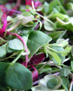 Micro Green salad WEB