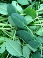 Moringa leaves317 400