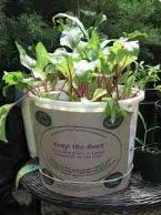 Please Grow a Beet in a Pot