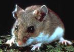 Deer mouse ... (Click to enlarge)