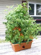 Grow Box tomato ... (Click to enlarge)