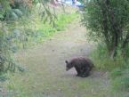 bear poo ... (Click to enlarge)